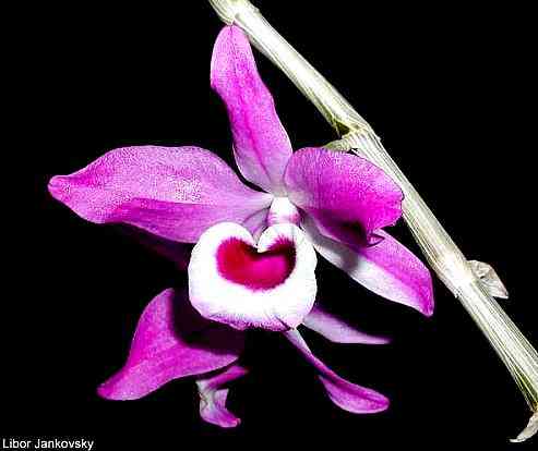 Dendrobium lituiflorum